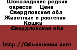 Шоколадские редких окрасов  › Цена ­ 1 - Свердловская обл. Животные и растения » Кошки   . Свердловская обл.